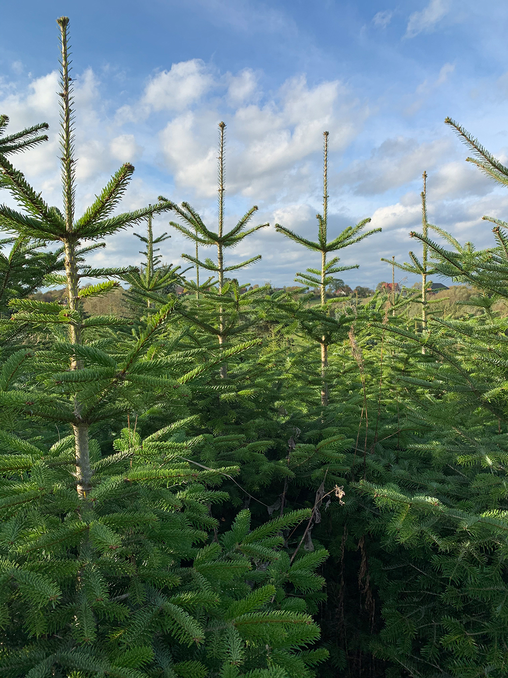 Weihnachtsbaum selber schlagen Fassensdorfer Tannen